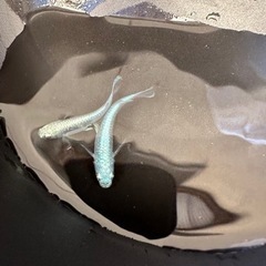 メダカ、めだか幹之鉄仮面タイプ1ペア