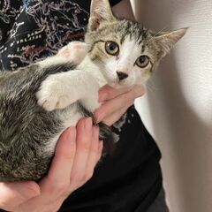 福山市子猫の里親募集