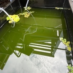 ミックスメダカ稚魚 若魚お譲りします