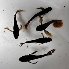 メダカ サタン 【幼魚、稚魚】の画像