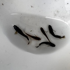 メダカ サタン 【幼魚、稚魚】の画像