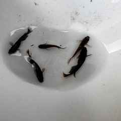 メダカ サタン 【幼魚、稚魚】の画像