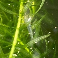 ミナミヌマエビ　15匹