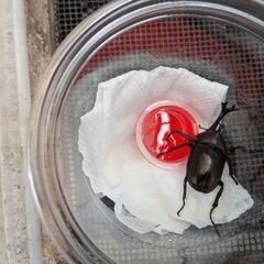 カブトムシ　ペア（オス　訳あり）⑤の画像