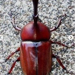 カブトムシ探してます