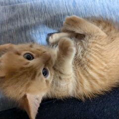 やんちゃなトラ猫ちゃん