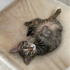 子猫　オス　生後５ヶ月程 - 神栖市