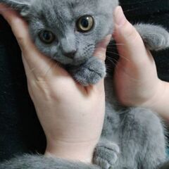 (里親決定)ブリティッシュショートヘアの子猫♀