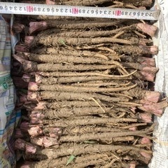 採れたて土付き新鮮サラダごぼう