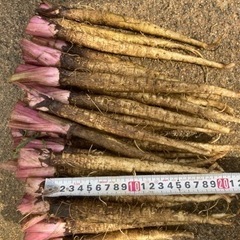 採れたて土付き新鮮サラダごぼうの画像