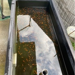 メダカと水槽