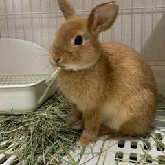【里親様決まりました🌼*】うさ🐰ネザーランドドワーフ