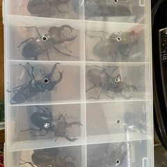 特大ミヤマクワガタ　8匹の画像