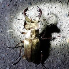 特大ミヤマクワガタ　8匹の画像