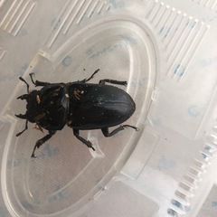 オオクワガタ