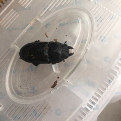 オオクワガタの画像