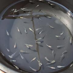 ミックスメダカの稚魚〜若魚　33匹の画像