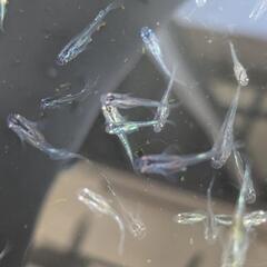 ミックスメダカの稚魚〜若魚　33匹
