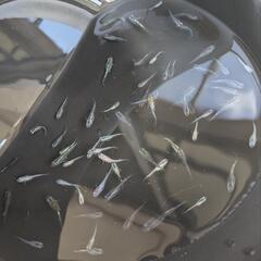 ミックスメダカの稚魚〜若魚　33匹の画像
