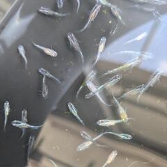 ミックスメダカの稚魚〜若魚　33匹の画像
