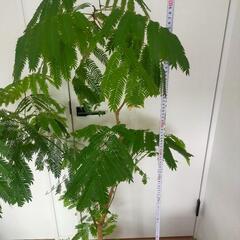 エバーフレッシュ　観葉植物　ネムノキ　の画像