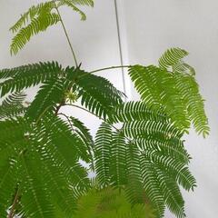 エバーフレッシュ　観葉植物　ネムノキ　の画像