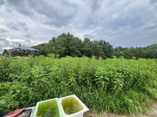 自然農法　無農薬　菊芋種芋(予約販売)100kg 11月から3月まで随時販売