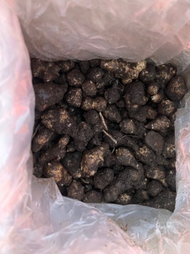 自然農法　無農薬　菊芋種芋(予約販売)100kg 11月から3月まで随時販売 自然農法 無農薬 菊芋種芋(予約販売)100kg 11月から3月まで随時販売