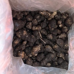 自然農法　無農薬　菊芋種芋(予約販売)100kg 11月から3月まで随時販売の画像