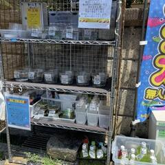 メダカ、グリーンウォーター、ゾウリムシ、PSB　各種　大量陳列完...