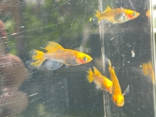竜章鳳姿2ペア