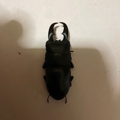 大きいヒラタクワガタ