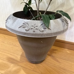 豪華なレモンマートル　観葉植物の画像