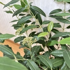 豪華なレモンマートル　観葉植物の画像