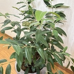 豪華なレモンマートル　観葉植物の画像