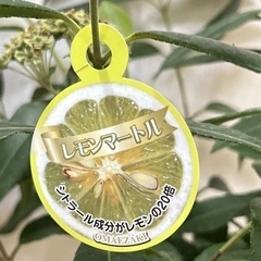 豪華なレモンマートル　観葉植物の画像