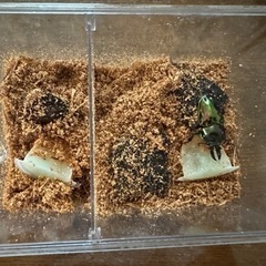ニジイロクワガタ ピカール血統 ペア