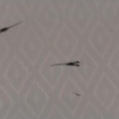 【メダカ200円】プラチナ幹之リアルロングフィン 1匹:
200円 子供メダカの画像