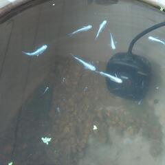 【メダカ200円】プラチナ幹之リアルロングフィン 1匹:
200円 子供メダカの画像