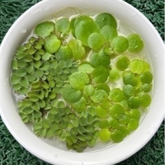 ②🪴水草　おまかせ 水草 20本(株)の画像