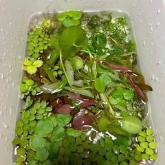 ②🪴水草　おまかせ 水草 20本(株)の画像