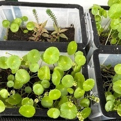 ②🪴水草　おまかせ 水草 20本(株)の画像