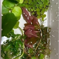 ②🪴水草　おまかせ 水草 20本(株)の画像