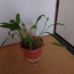 スパティフィラムの画像