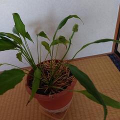 スパティフィラム