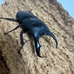サキシマヒラタクワガタ