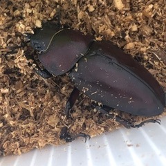 ノコギリクワガタ、ペア