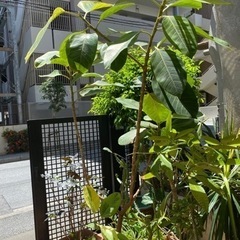 【商談中】ガーデニング用レンガ（アンティーク耐火レンガ含む）や観葉植物🪴取りに 来てくださる方貰ってください♪　の画像