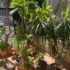 【商談中】ガーデニング用レンガ（アンティーク耐火レンガ含む）や観葉植物🪴取りに 来てくださる方貰ってください♪　の画像