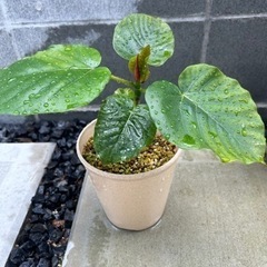 決まりました、ありがとうございました。観葉植物　フィカス　ウンベ...